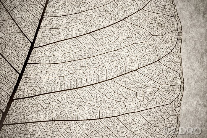 Papier peint  Gros plan sur la nature