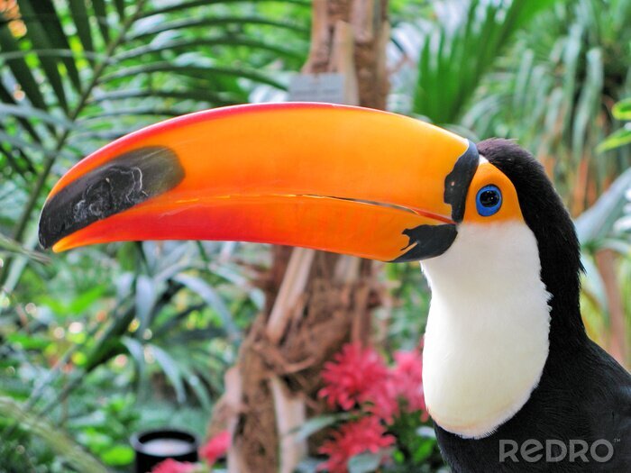 Papier peint  Gros plan sur le bec orange d'un toucan