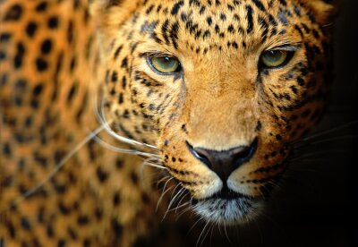 Gros plan sur le museau d'un léopard