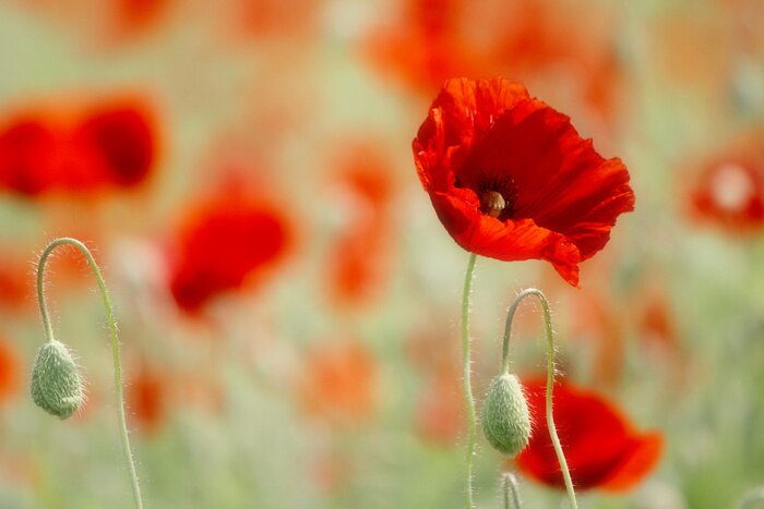 Papier peint  Gros plan sur les coquelicots des champs