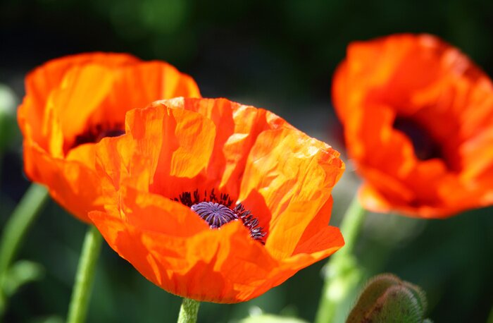 Papier peint  Gros plan sur les coquelicots rouges
