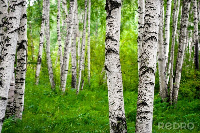 Papier peint  Gros plan sur les souches de bouleau