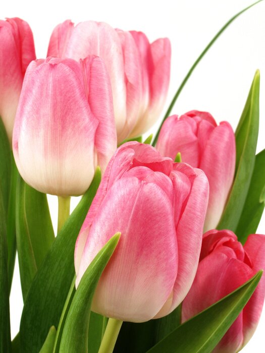 Papier peint  Gros plan sur les tulipes roses