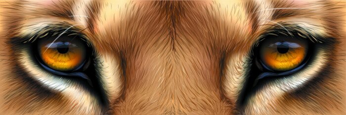 Papier peint  Gros plan sur les yeux d'un lion
