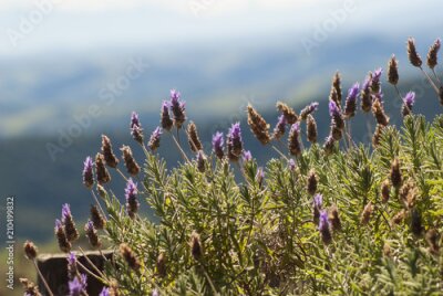 Papier peint  Gros plan sur un buisson de bruyère