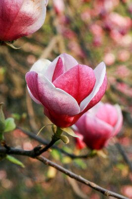 Papier peint  Gros plan sur un magnolia de jardin