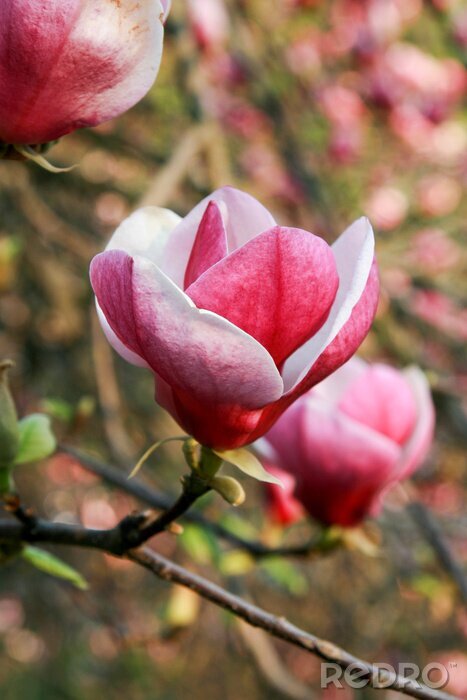 Papier peint  Gros plan sur un magnolia de jardin