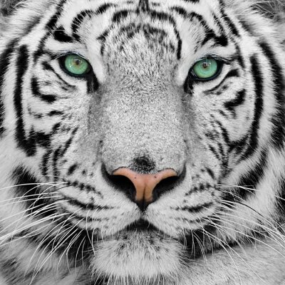 Gros plan sur un tigre aux yeux verts