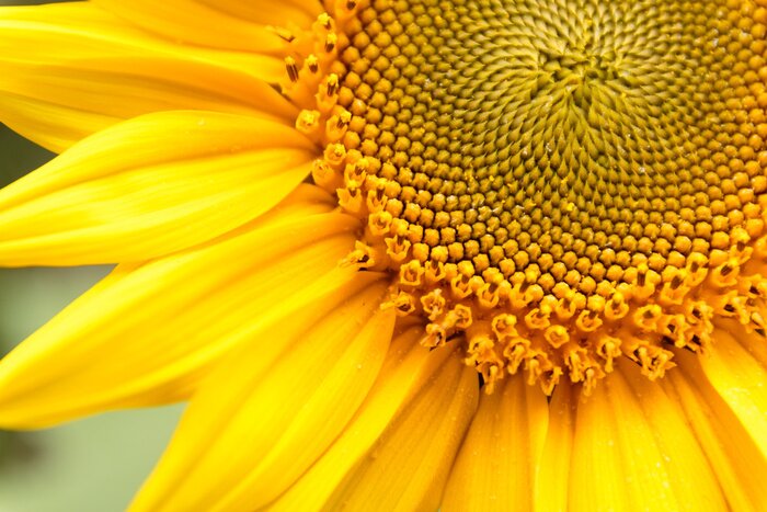 Papier peint  Gros plan sur un tournesol