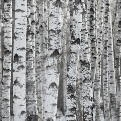 Papier peint  Gros plan sur un tronc de bouleau