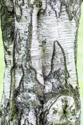 Papier peint  Gros plan sur une écorce de bouleau