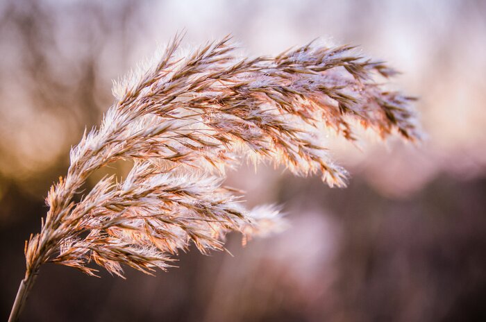 Papier peint  Gros plan sur une épis d'automne