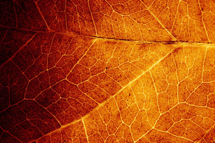 Papier peint  Gros plan sur une feuille d'automne