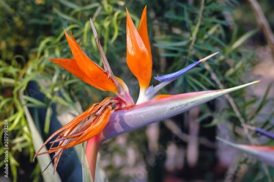 Papier peint  Gros plan sur une fleur de Strelitzia reginae communément appelée fleur de grue ou simplement strelitzia