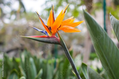 Papier peint  Gros plan sur une fleur de Strelitzia reginae communément appelée fleur de grue ou simplement strelitzia