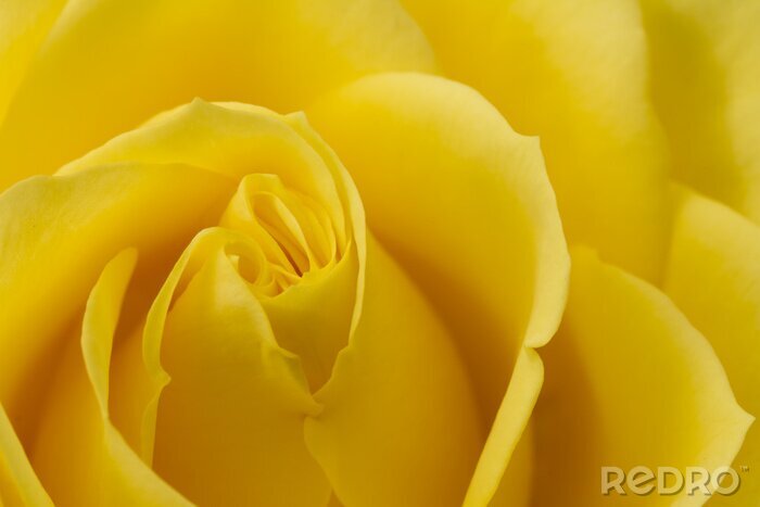 Papier peint  Gros plan sur une rose jaune