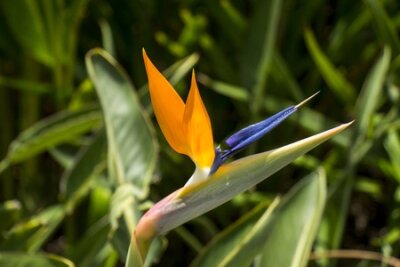 Papier peint  Gros plan sur une seule Strelitzia ou Grues fleurs ornementales avec sa forme distinctive originaire d'Afrique du Sud de plus en plus à l'extérieur dans un jardin ou un parc
