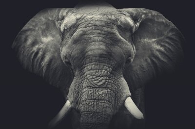 Papier peint  Gros plan sur une silhouette d'éléphant
