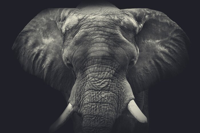 Papier peint  Gros plan sur une silhouette d'éléphant