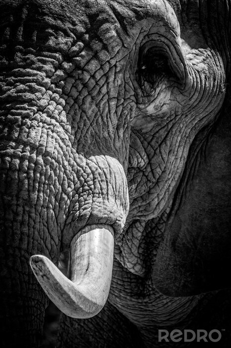 Papier peint  Gros plan sur une tête d'éléphant