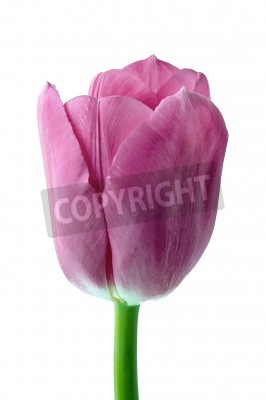 Papier peint  Gros plan sur une tulipe rose