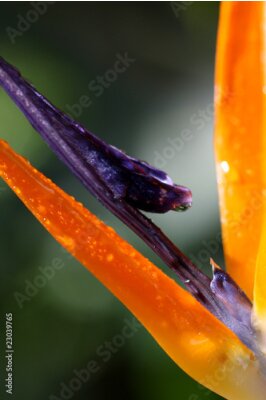 Papier peint  gros planifier sur fleur de strelitzia, oiseau de paradis