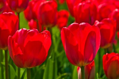 Papier peint  Gros plans sur les fleurs rouges