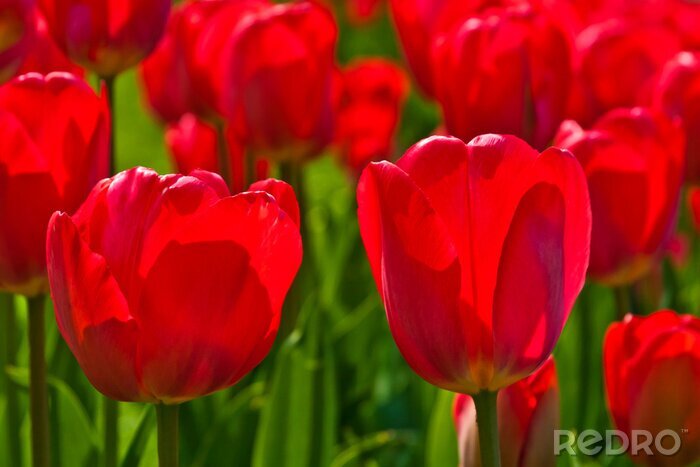 Papier peint  Gros plans sur les fleurs rouges