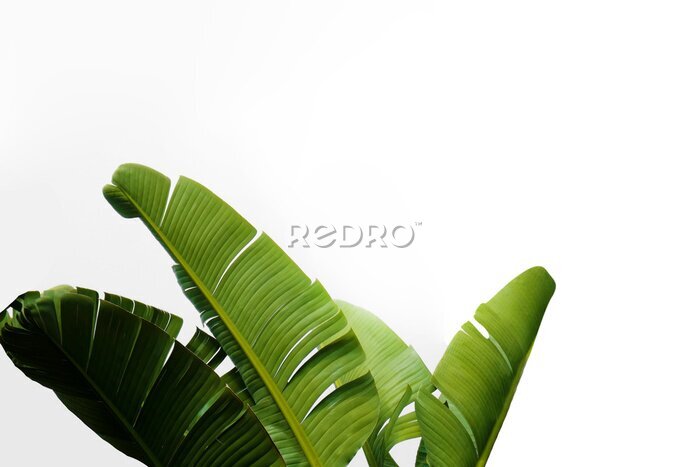 Papier peint  Group of big green banana leaves of exotic palm tree in sunshine on white background. Tropical plant foliage with visible texture. Pollution free symbol. Close up, copy space.