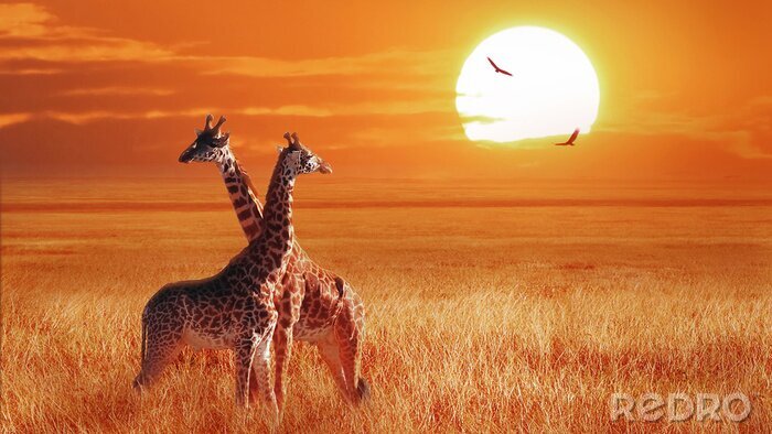 Papier peint  Group of giraffe at sunset in the Serengeti National Park. Tanzania. Wild nature of Africa. African artistic landscape.