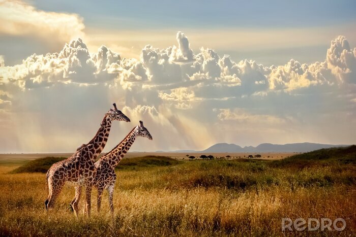 Papier peint  Group of giraffes in the Serengeti National Park. Sunset background. Sky with rays of light in the African savannah. Beautiful african cloudscape.