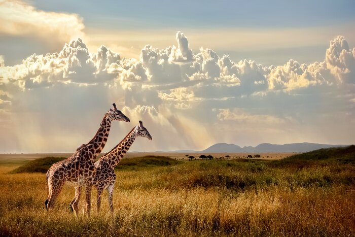 Papier peint  Group of giraffes in the Serengeti National Park. Sunset background. Sky with rays of light in the African savannah. Beautiful african cloudscape.