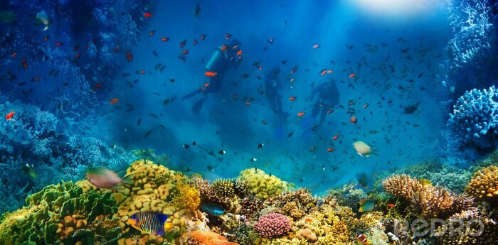 Papier peint  Group of scuba divers exploring coral reef. Underwater sports and tropical vacation concept