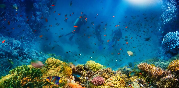 Papier peint  Group of scuba divers exploring coral reef. Underwater sports and tropical vacation concept