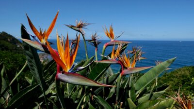 Papier peint  Group of strelitzia or bird of paradise flowers with sea in background