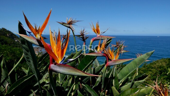 Papier peint  Group of strelitzia or bird of paradise flowers with sea in background