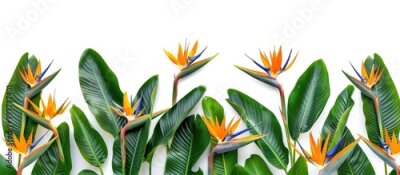Papier peint  Group Of Strelitzia Reginae Heliconia Bird Of Paradise Foliage Isolated On White Background
