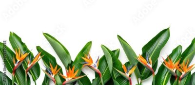 Papier peint  Group Of Strelitzia Reginae Heliconia Bird Of Paradise Foliage Isolated On White Background