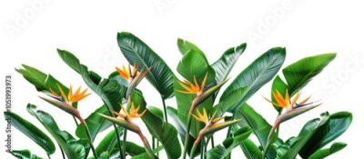Papier peint  Group Of Strelitzia Reginae Heliconia Bird Of Paradise Foliage Isolated On White Background