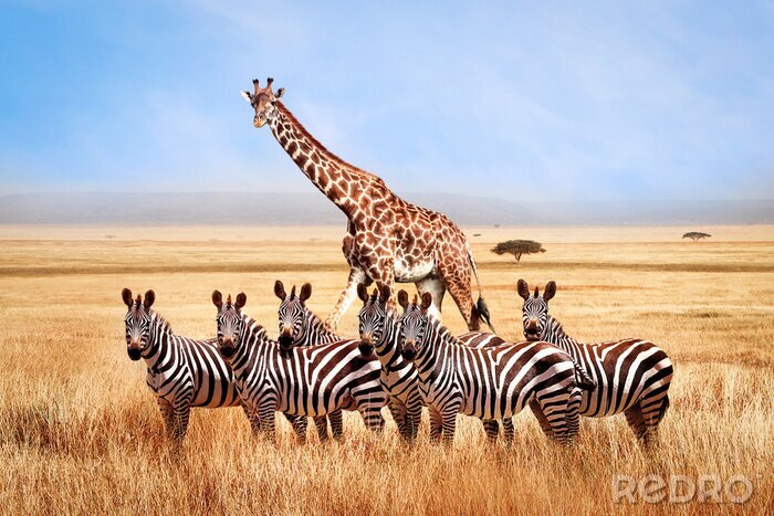 Papier peint  Group of wild zebras and giraffe in the African savanna against the beautiful blue sky with white clouds. Wildlife of Africa. Tanzania. Serengeti national park. African landscape.