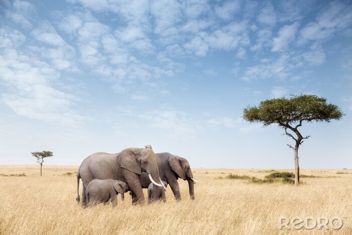 Papier peint  Groupe d'éléphants à côté d'un arbre