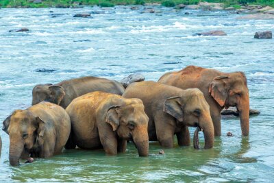 Papier peint  Groupe d'éléphants dans l'eau