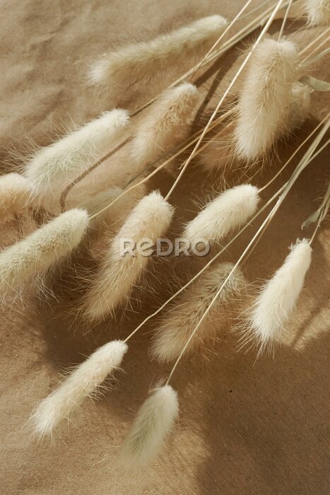 Papier peint  Groupe d'herbes sèches pelucheuses