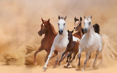 Papier peint  Groupe de chevaux dans le désert
