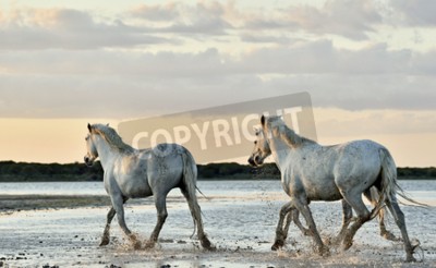Papier peint  Groupe de chevaux marchant au pas sur la plage