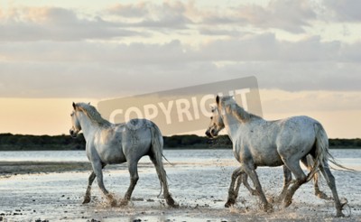 Papier peint  Groupe de chevaux marchant au pas sur la plage