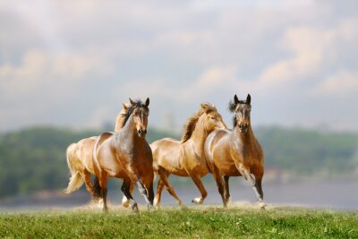 Groupe de chevaux qui courent