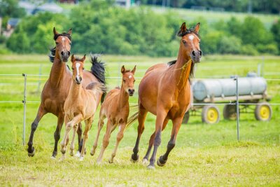 Papier peint  Groupe de chevaux qui courent dans le paddock