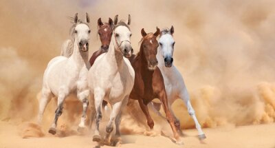 Groupe de chevaux qui court dans le désert