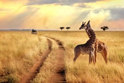 Groupe de girafes dans le parc national du Serengeti sur un fond de coucher de soleil avec des rayons de soleil. Safari africain.
